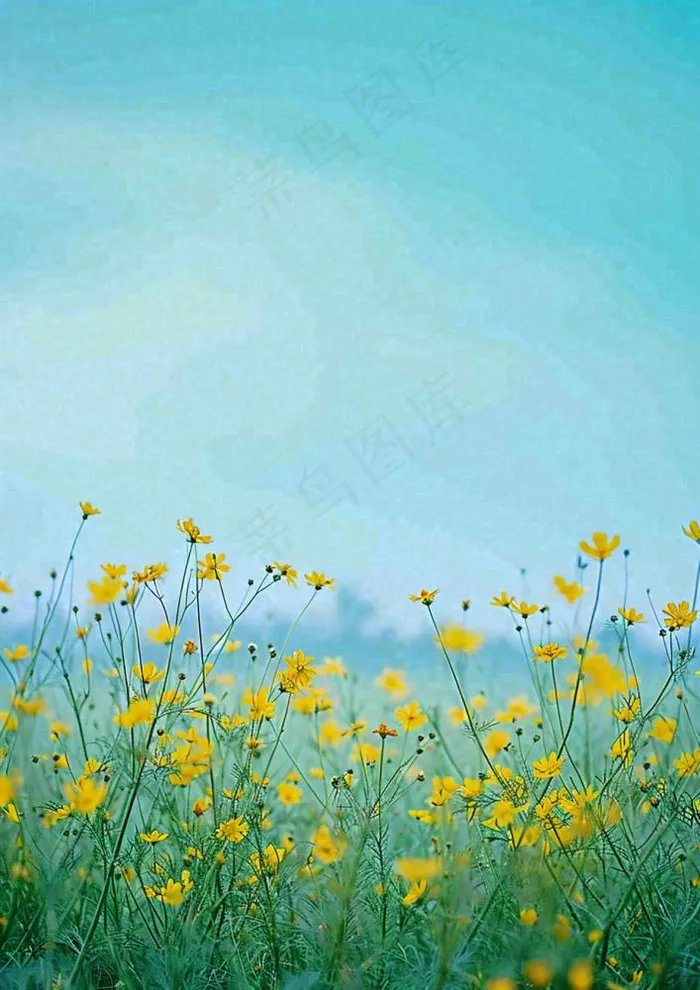 春天花海小黄花清新鲜花，蓝天春分(928x1312)