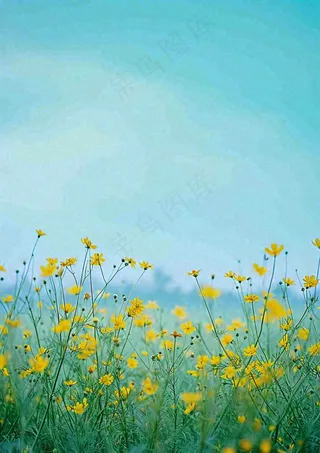 春天花海小黄花清新鲜花，蓝天春分