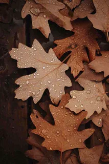 秋天雨天秋叶满地落叶，立秋秋分故事感