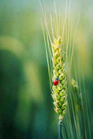 绿色小麦麦穗上的瓢虫昆虫小满芒种摄影图