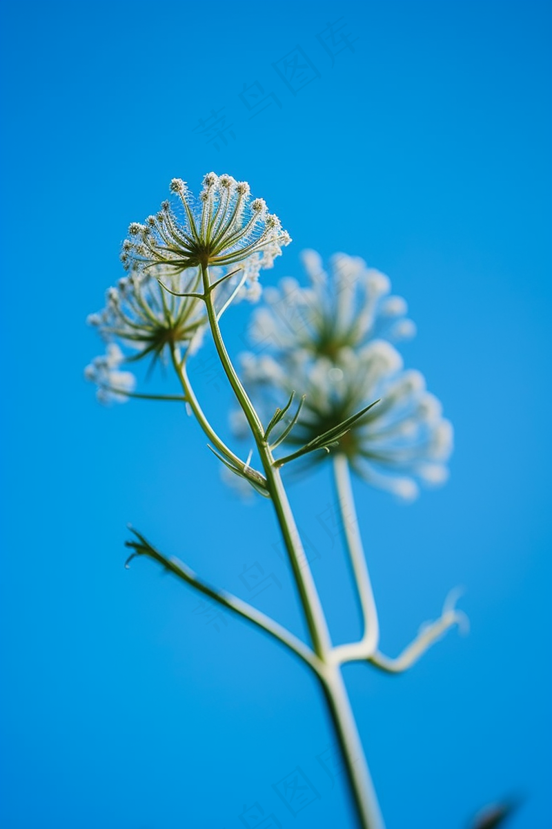 蓝色背景野葱开花的种子摄影图