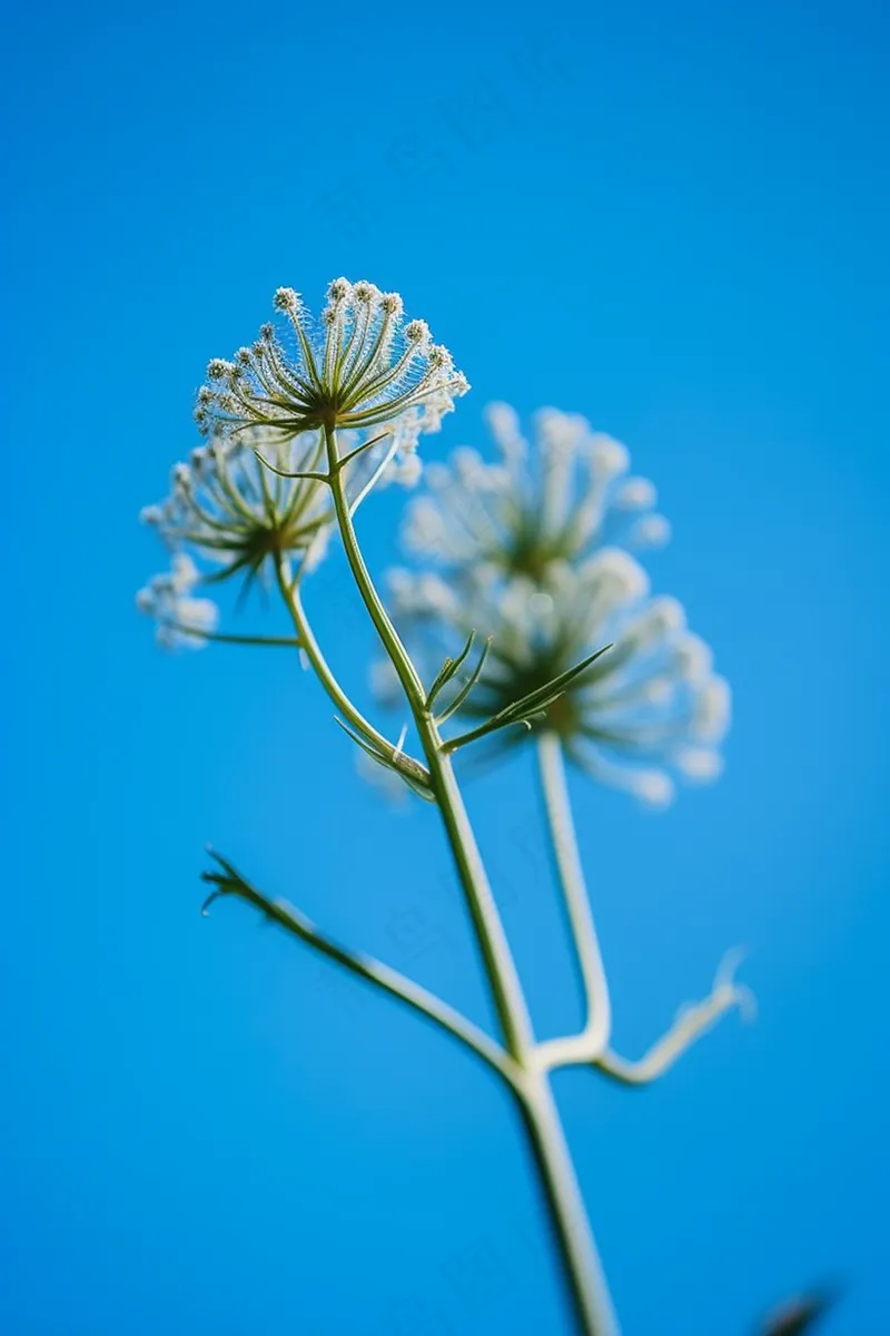 蓝色背景野葱开花的种子摄影图(2688x4032)