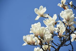 户外玉兰花花朵