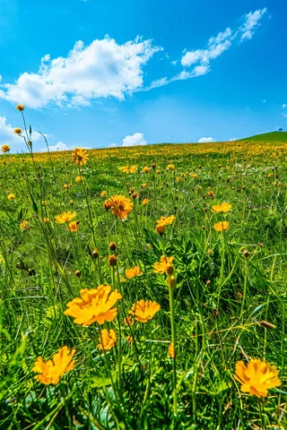 春天草原盛开的鲜花花朵花丛蓝天白云摄影图