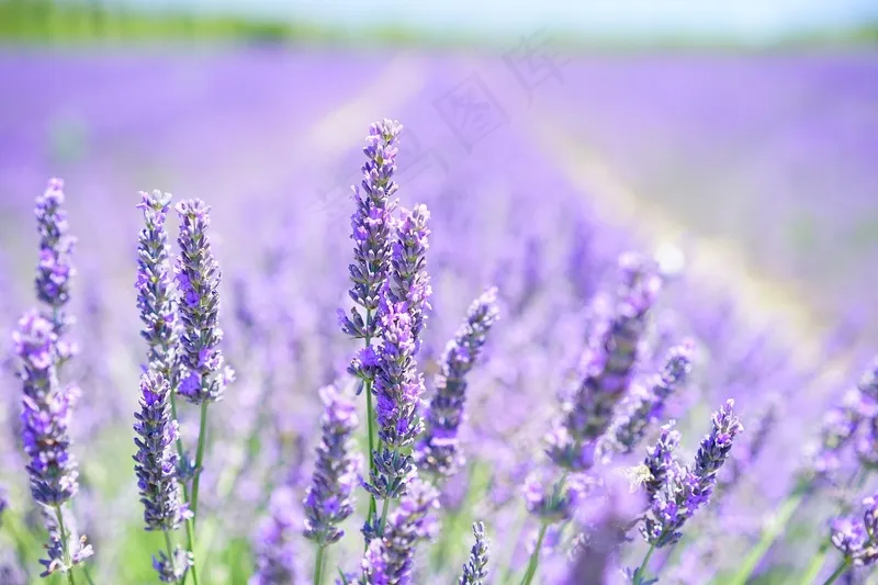 紫色薰衣草背景壁纸