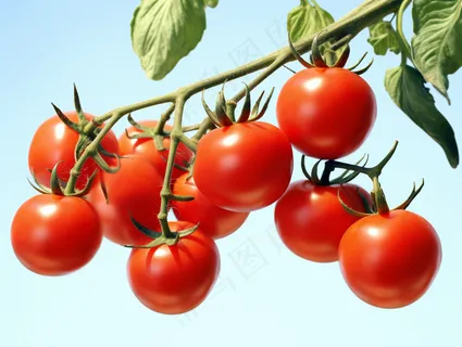 西红柿番茄阳光农作物摄影图