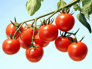 西红柿番茄阳光农作物摄影图