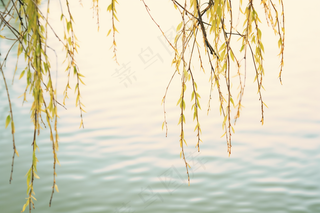 春天柳树抽新芽绿色湖水摄影图