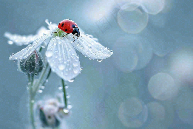 下雨天白色花朵上的七星瓢虫昆虫春天雨水谷雨摄影图(1344x896)