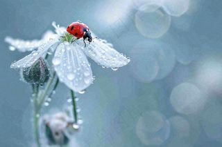 下雨天白色花朵上的七星瓢虫昆虫春天雨水谷雨摄影图