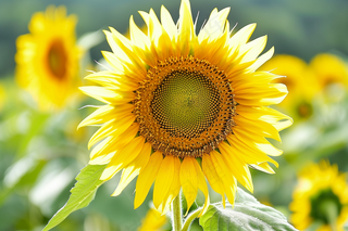 向日葵向阳鲜花摄影图