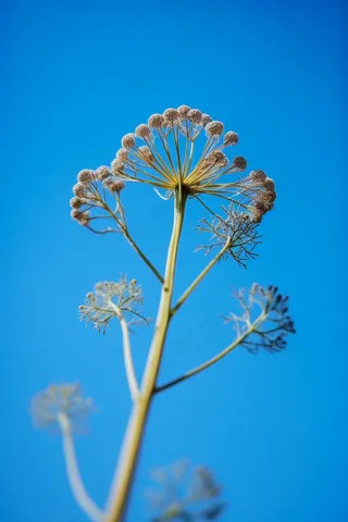 蓝色背景野葱开花的种子摄影图