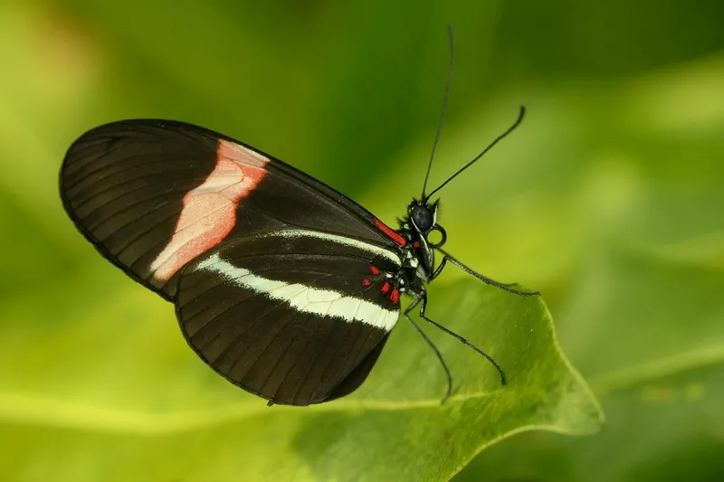 翠绿叶上的红缘黑蝴蝶