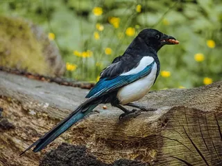 户外喜鹊鸟类生物