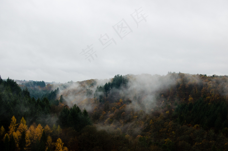 云雾森林图片