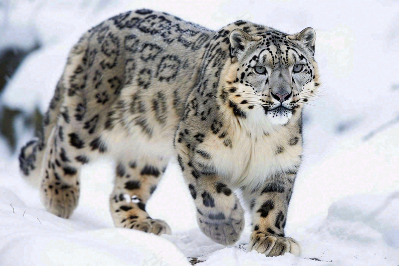 雪豹冬天森林雪地里的猎豹保护动物摄影图