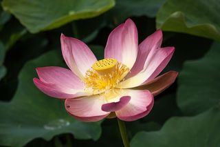 粉色莲花荷花花朵