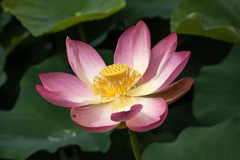 粉色莲花荷花花朵 粉色莲花荷花花朵