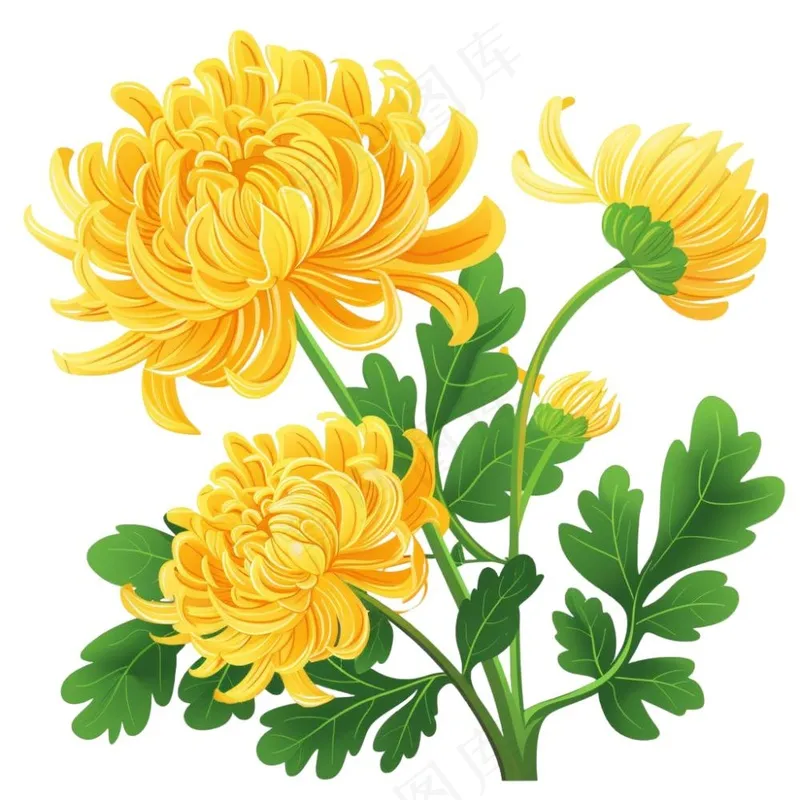 菊花黄菊盛开植物插画免抠(1024x1024)