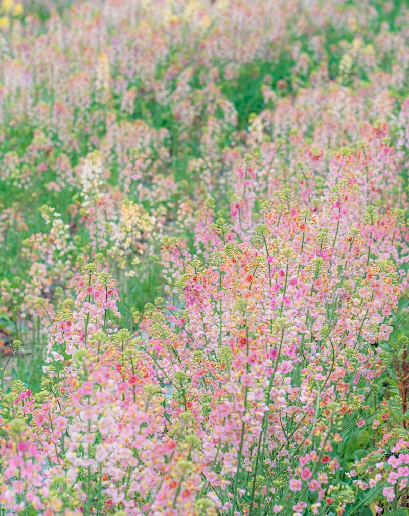油菜花的季节来了9