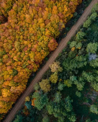 斑斓秋林 静谧小路