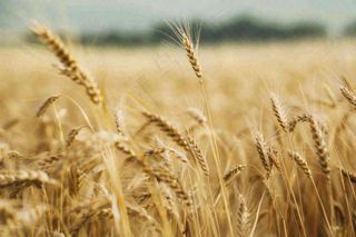 金黄成熟的小麦麦穗农田芒种秋天丰收摄影图