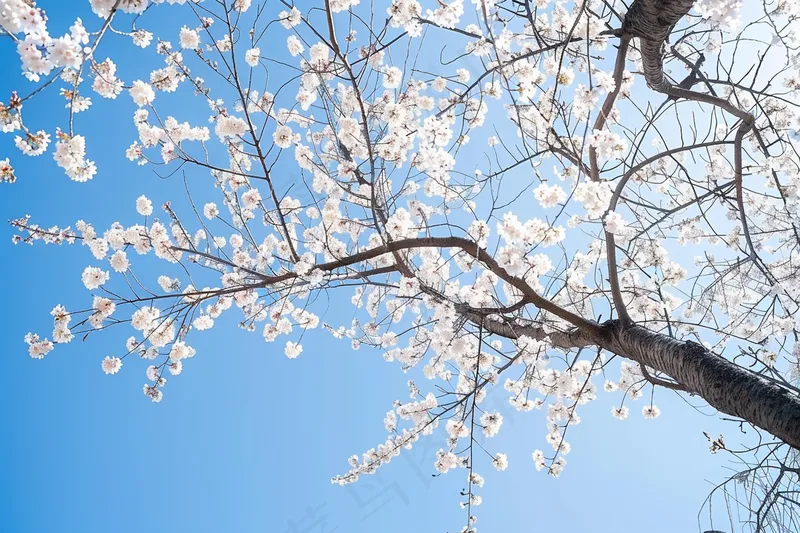 春日樱花花朵摄影图(4032x2688)