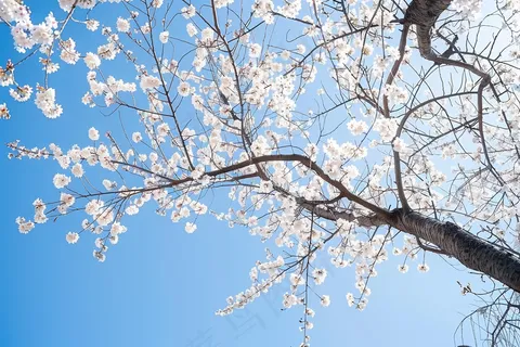 春日樱花花朵摄影图 春日樱花花朵摄影图