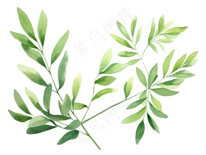 绿叶植物水彩插画免抠(1232x928)