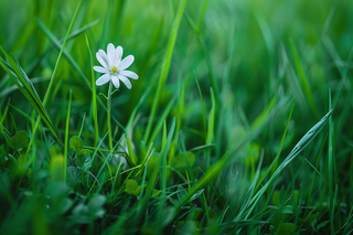 白色小花绿色草丛摄影图