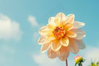 白粉鲜花花朵春夏摄影图