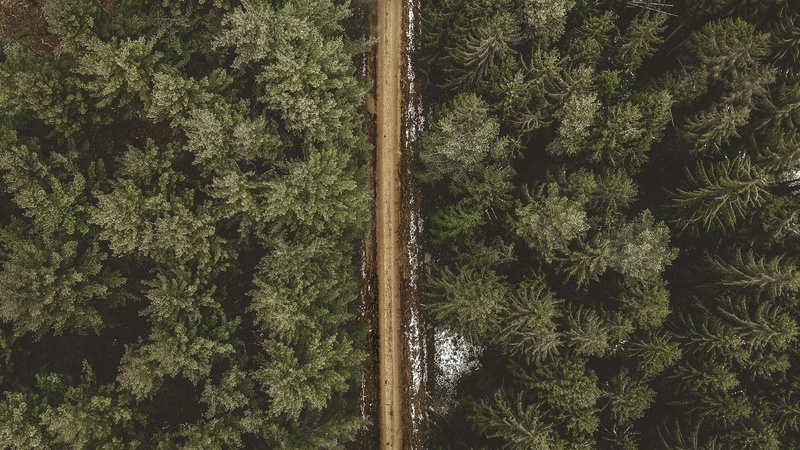 森林中的蜿蜒小路