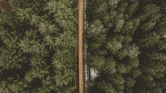 森林中的蜿蜒小路