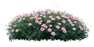 免抠开花灌木