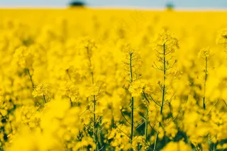 春天油菜花田黄色花雨水节气摄影图