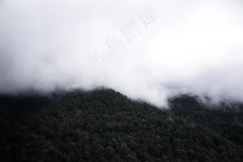 云雾森林图片 云雾森林图片