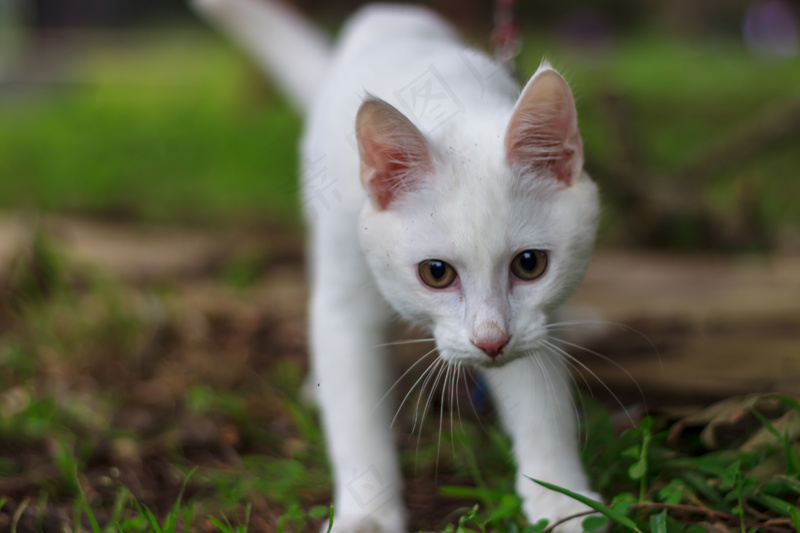 户外白色猫咪