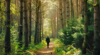 森林漫步阳光透过树枝丁达尔效应摄影图