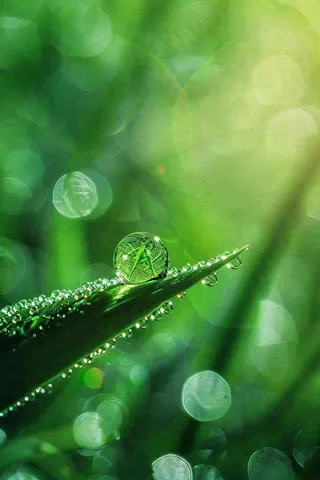 春天绿色叶子是的雨滴露珠雨水谷雨春分摄影图