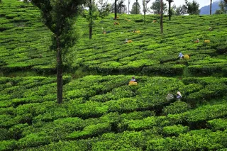 户外茶叶茶园