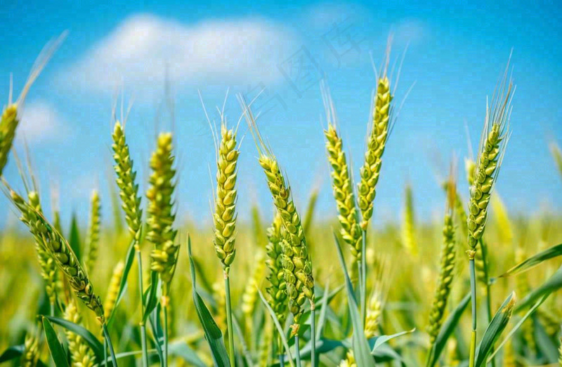 晴天小麦地麦穗绿色小满芒种摄影图