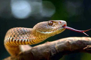 蛇盘踞在树枝上爬行动物摄影图