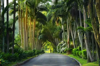 山林森林绿色大自然风景摄影图