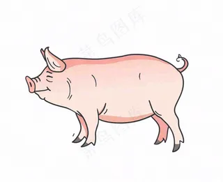 猪牲畜动物卡通插画免抠