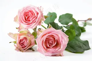 玫瑰花鲜花花朵摄影图