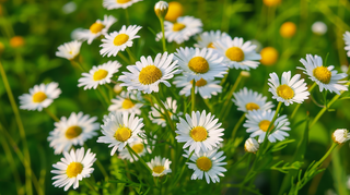 白色小雏菊花丛植物摄影图