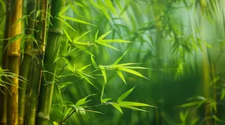 春夏竹林绿色清凉摄影图