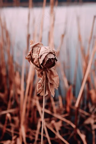 秋冬干枯的荷叶池塘枯叶枯黄摄影图