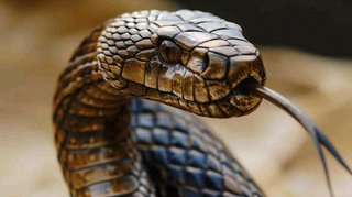 蛇爬行动物毒蛇摄影图