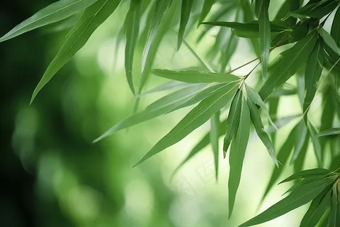 竹林竹叶竹子绿色摄影图 竹林竹叶竹子绿色摄影图